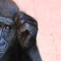 Chimpanzee with small plant in the foreground