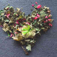 Heart made of dried flowers on blue background