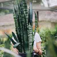 Vrouw met slang plant in de tuin