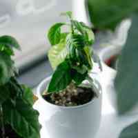 Herb garden in plant holders on window sill