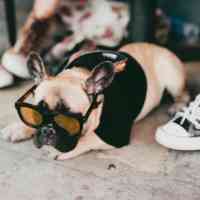 Dog with sunglasses