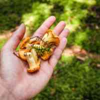 Person holding orange mushrooms in a forest