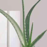 aloe plant leaves