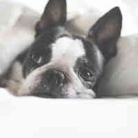 boston terrier liggend in bed